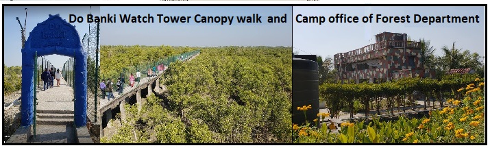 Canopy walk